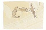 Limestone with Three Fossil Fish (Knightia) - Wyoming #361083-1